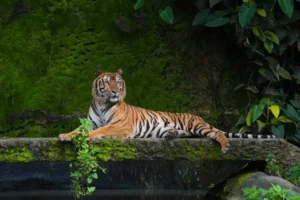 Royal-Manas-National-Park-300x200